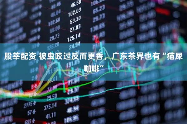 股莘配资 被虫咬过反而更香，广东茶界也有“猫屎咖啡”